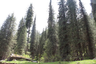 茂密森林中的高大树木