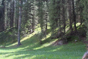 山林草地间的光影美景