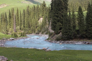 山间溪流旁的秀丽森林景色