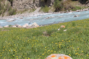 河畔黄花绿野自然美景