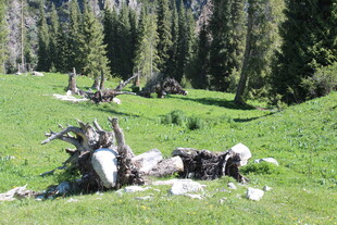 山间草地的枯木与绿植