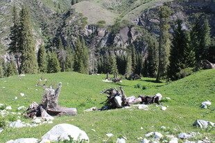 山间草地躺卧的枯木