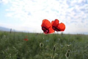 田野中的鲜艳花海