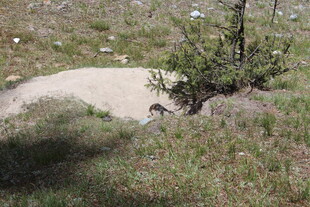 草地上的小沙坑与绿植