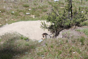 野外小径上的一只小动物