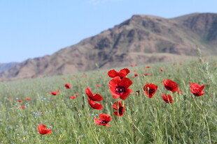 原野上绽放的鲜艳花海