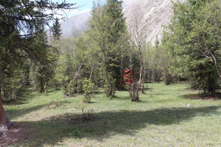 森林中的开阔草地景观