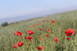 田野中的艳丽花海
