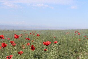 田野中绽放的艳丽花海