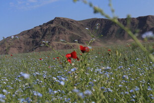 山野间绽放的红蓝花卉
