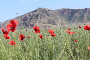 山间盛放的鲜花