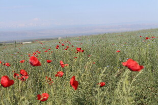花海的美丽景致