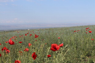 红色花盛开的原野