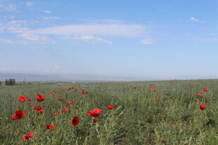 田野中的艳丽鲜花