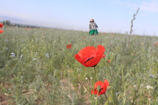 田野中绽放的鲜艳红花