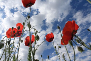 蓝天下绽放的鲜花