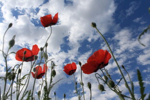 蓝天下的艳丽鲜花