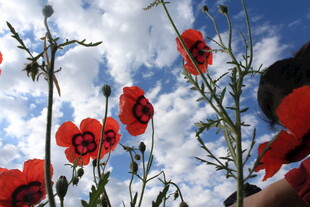 蓝天映衬下的艳丽红花