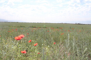田野中的艳丽红色花