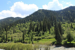 山间葱郁森林与清澈溪流