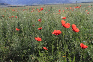 田野中的鲜艳红色花