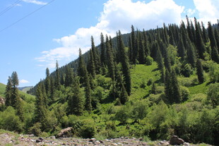 青山绿树间的秀丽山林