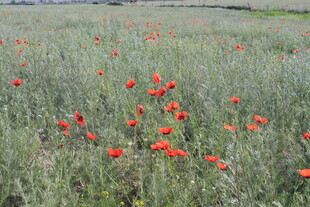 田野中的鲜艳红花