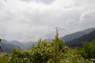 山间绿植与朦胧远山景色