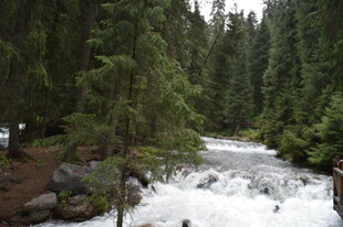 山间溪流穿林而过