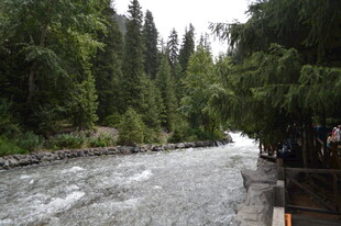 山间湍急溪流旁绿树成荫