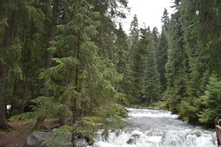 森林中的湍急溪流