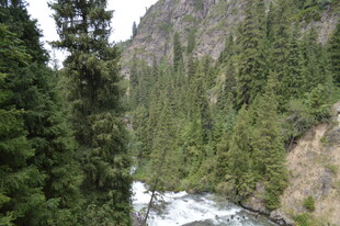 山间溪流穿林而过