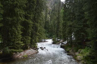 山间溪流穿林而过