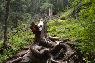 森林中盘根错节的古老树根