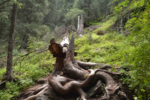森林中倒伏的枯树与繁茂植被