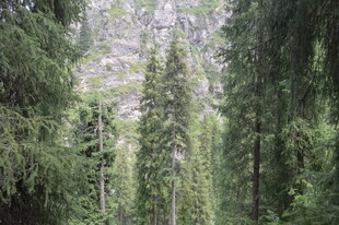 茂密森林中的高大树木