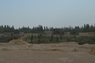 荒漠中的稀疏林木景观