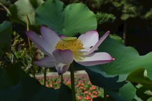 绽放的美丽荷花