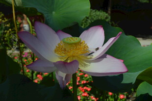 绽放的优雅荷花