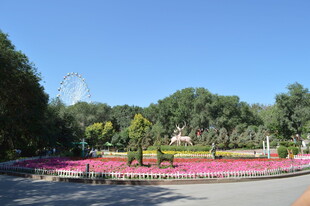 美丽公园花卉景观