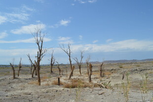 荒凉枯木的旷野景象