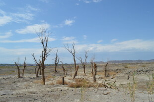 荒漠中的枯树景观