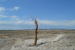 荒漠中枯树挺立