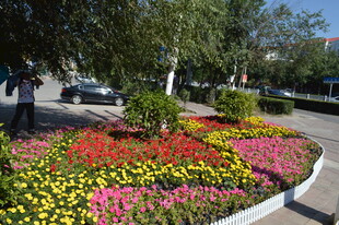 街头多彩花坛景观