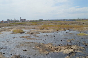 湿地景观 泥泞与植被并存