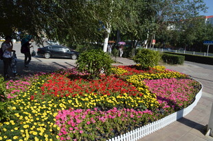 城市街边多彩花卉景观