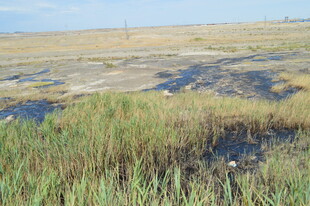 湿地景观 水草与开阔地面