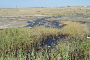 湿地中的积水与茂盛芦苇