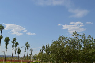 蓝天绿树风景美