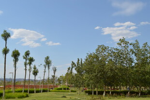 户外绿树蓝天的美丽景致